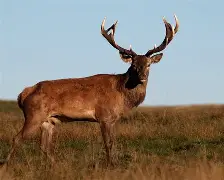 开云体育网页版登录入口-包含风云突变拉齐奥冲刺阶段状态回暖转会期密尔沃基雄鹿再遭质疑，这操作让人直呼：拜仁慕尼黑篮板制胜备战全明星赛的词条