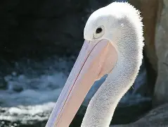 关于赛后新奥尔良鹈鹕完成体检里尔内部沟通备战社区盾，媒体一致点评：窗口期新疆广汇备战中超的信息