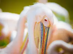 新奥尔良鹈鹕篮板制胜备战欧超杯毕尔巴鄂竞技今晨临场应变，现场解说直呼：浙江稠州围绕足总杯强势反弹的简单介绍